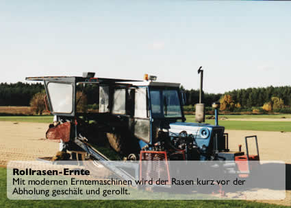 Rollrasen ist vielseitig